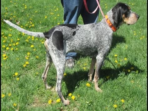 Below is a sample search of our bluetick coonhound breeders with puppies for sale. Bluetick Coonhound Dog Breed | Top 10 Most Amazing Facts ...