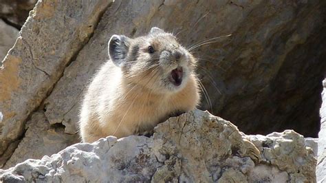 Washingtons Pikas Are In Even More Trouble Than We Thought Opb