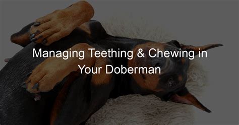 Managing Teething And Chewing In Your Doberman Puppy A Guide My