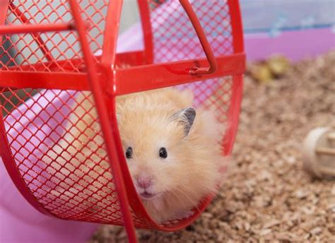 Hamster Care 101 How To Care For Your Hamster Petmd Hamster Care