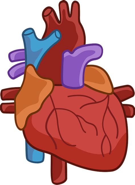 Heart Anatomy Organ Human Body Png Anatomy Art Biology Cartoon Clip Art