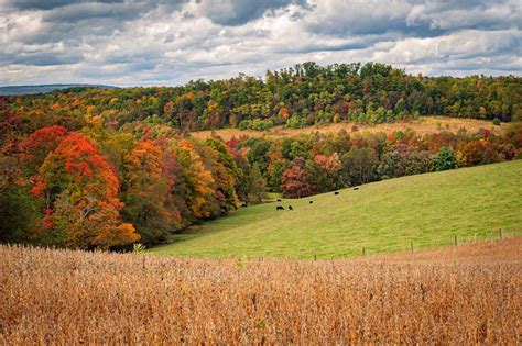 Rolling Hills And Fall Colors