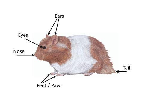 Luxus Anatomy Of A Hamster