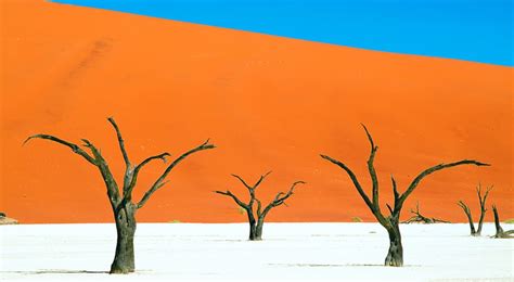 Namib Desert Trees