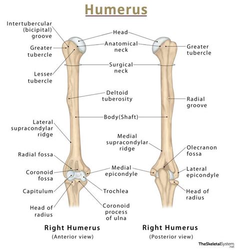Left Humerus Anterior View