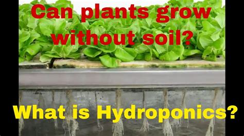 Can Plants Grow Without Soil What Is Hydroponics Explained Your