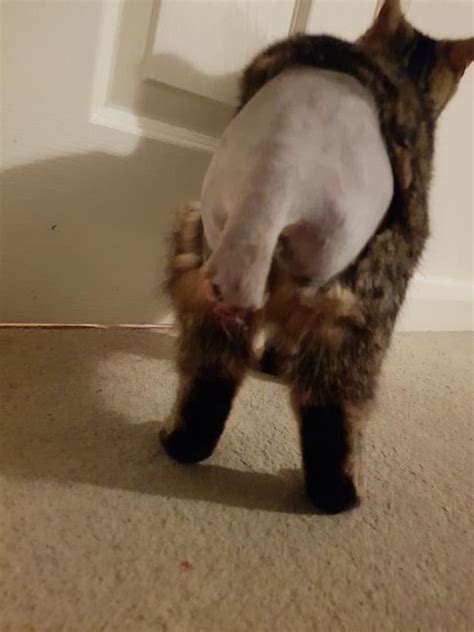 Shock As Cats Tail Yanked So Hard It Had To Be Amputated Leaving
