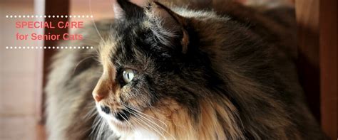 A cat our finance & insurance representatives can provide the best solution for your business. Special Care for Senior Cats: What Cat Lovers Want to Know