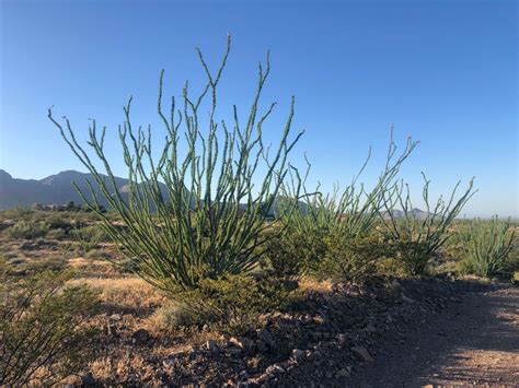 Cereus cacti encompass more than 30 species of plants in the family cactaceae. 10 Common Desert Plants and Animals in the Chihuahuan ...