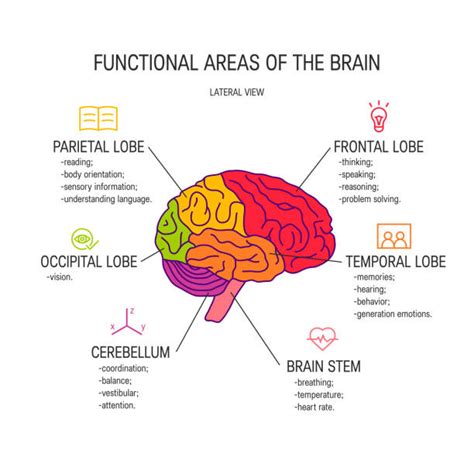 Parietal Lobe Illustrations Royalty Free Vector Graphics And Clip Art