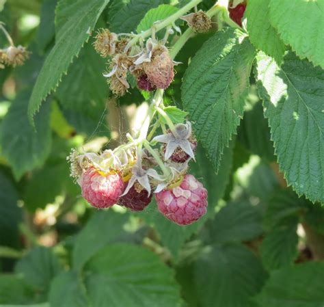 Susan S In The Garden Raspberry Problem White Drupelet Disorder