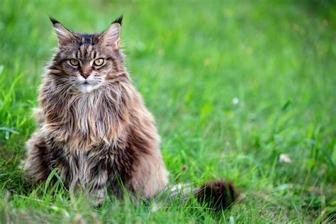 Siberian Forest Cat Cat Breed History And Some Interesting Facts