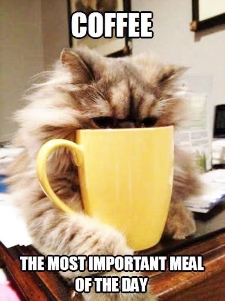 Coffee The Most Important Meal Of The Day Cat Coffee Coffee Humor