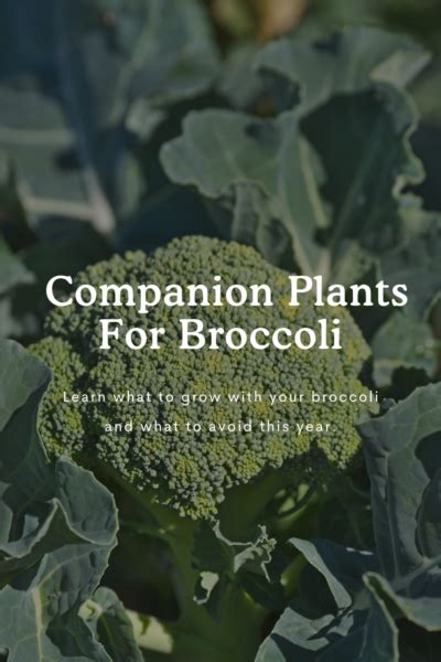 Best Companion Plants For Broccoli Fresh Exchange