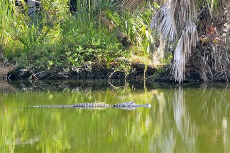 Alligator In The Green Swamp Water Stock Photo Image 55309214