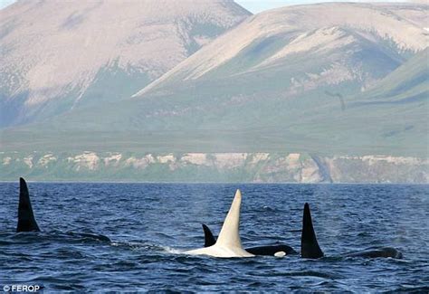 The White Death The First Ever Albino Killer Whale Spotted And