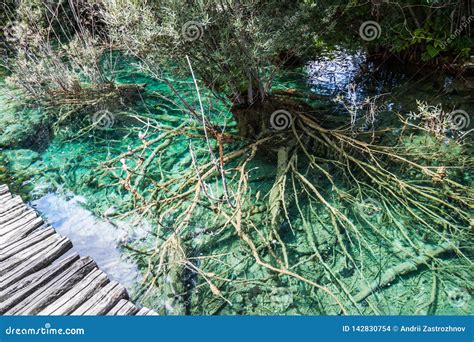 The Roots Of A Tree In A Turquoise Lake In The Woods Plitvice