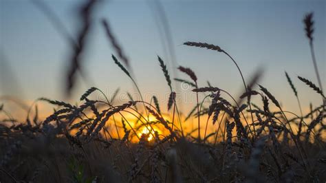 Ears Of Wheat Waving In The Wind At Sunset Time Ear Close Up On Sunset