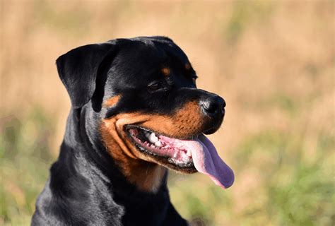 At What Age Is A Rottweiler Full Grown