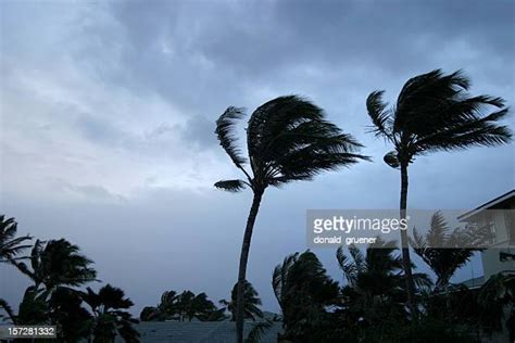 Hurricane Palm Trees Photos And Premium High Res Pictures Getty Images