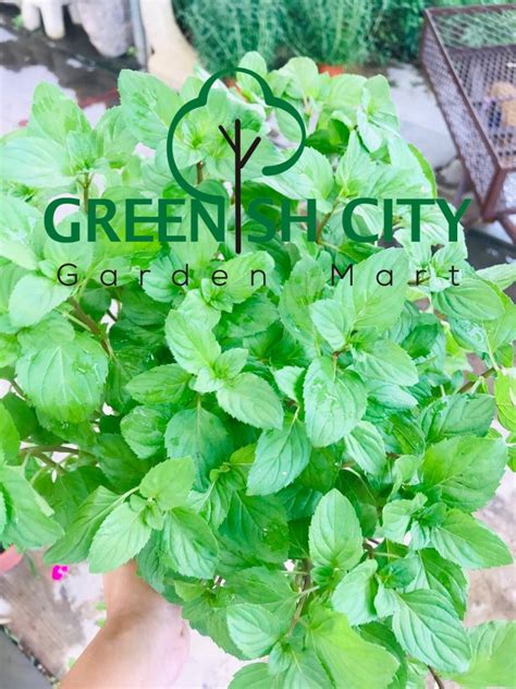 Choose a pot that is large enough. GNC - Australia Mint Herb Live Plant Pokok Hidup Herba ...
