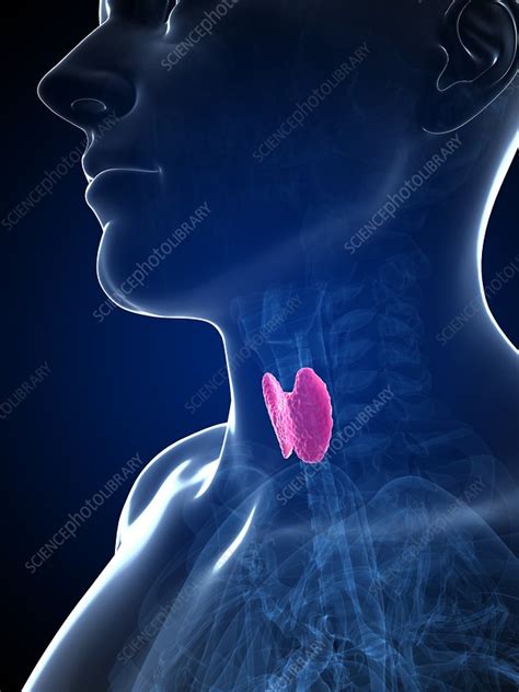 Human Thyroid Gland Illustration Stock Image F0107153 Science