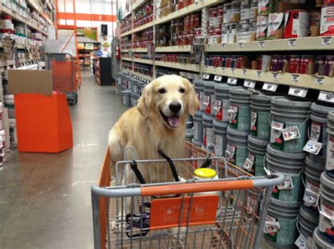 34 Stores That Dont Ask You To Leave Your Dog Outside While You Shop