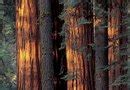 Equation 1) d + p = 850 there are a total of 850 trees. The Difference Between Pine & Fir Lumber | Home Guides ...