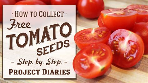 How To Collect Tomato Seeds A Complete Step By Step Guide Youtube