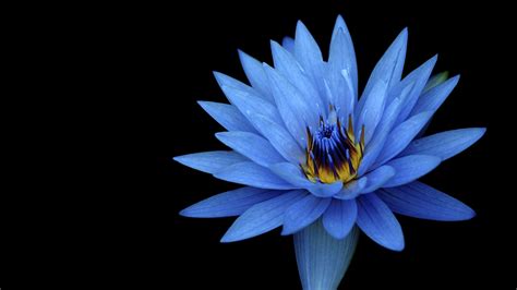 Sony Xperia Z Stock Blue Flower Wallpapers Hd Wallpapers Id 18498