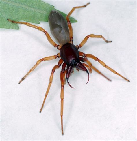 Meet The Spider Dysdera Crocata Spiderhugger
