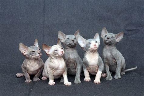 How much do hairless cats cost. Hairless Cats For Sale - Cat and Dog Lovers