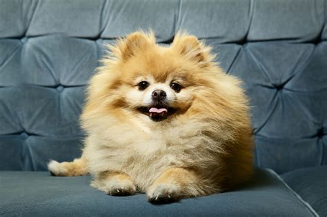 Top 10 Popular Small Dog Breeds