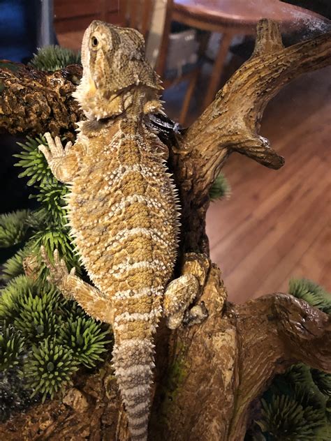 Frequent special offers and discounts up to 70% off for all products! Bearded Dragon Reptiles For Sale | Richmond, VA #330695