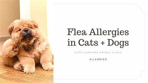 What Is Flea Allergy Dermatitis In Dogs