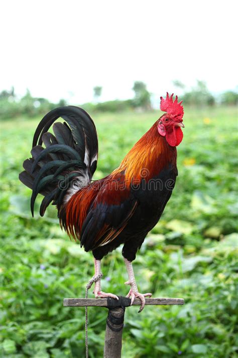 Galo é mais um candidato ao título que enfraquece assim que entra em campo. Galo vermelho imagem de stock. Imagem de garra, fazenda ...