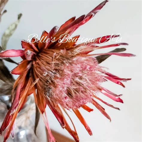 Real touch flowers, floral arrangements and more. Dried pink ice protea flowers preserved Australian Native ...