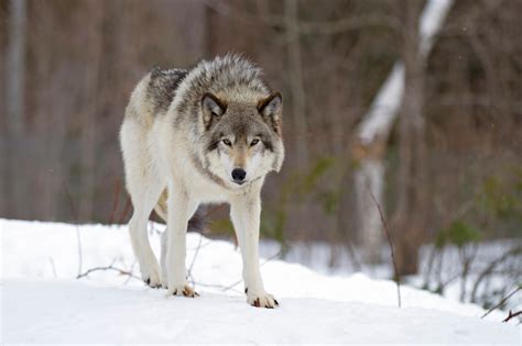 Gray Wolf Hunting Trapping Opens In Wisconsin Game And Fish