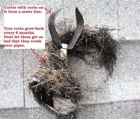 Standing water in your bathtub and sink is a potential health risk to your family. Roots in the sewer Line Green bay, wi - A.S.A.P Sewer and ...