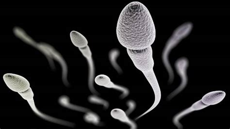 Fact Or Myth Whats Lowering Mens Sperm Counts Nz