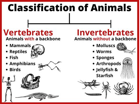 Classification Of Animals Poster • Teacha