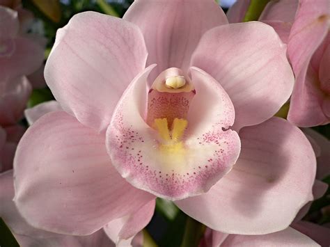 Delicate Orchid Cymbidium Cymbidium Or Boat Orchids Is  Flickr