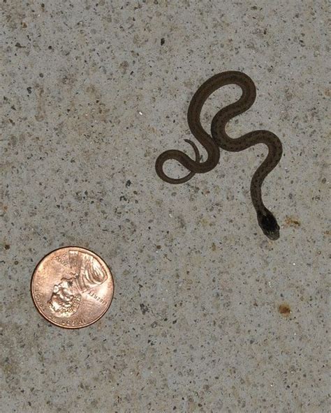 Baby Texas Brown Snake Snake Cute Snake Texas Snakes