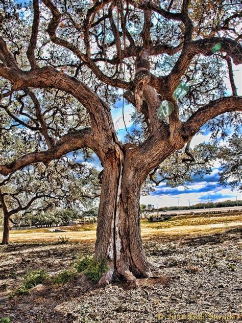 Symptoms Of Oak Wilt How To Diagnose Oak Wilt Disease In Trees