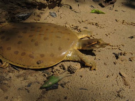 8 Amazing Turtles In Louisiana