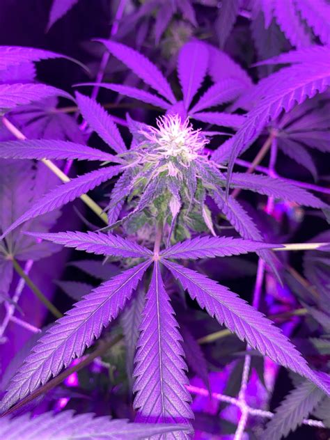 Seedsman Critical Purple Kush Grow Journal Week12 By Rojif Growdiaries
