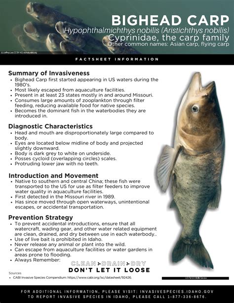 Bighead Carp Factsheet — Invasive Species Of Idaho