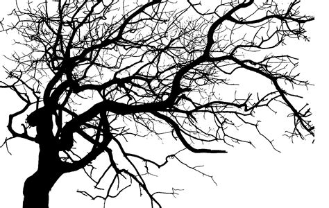 Dead Tree Clipart Animated Dead Tree Png Transparent