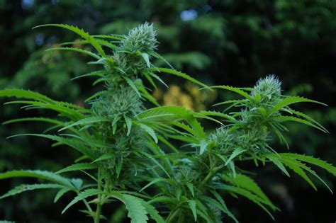 This thread is 2 pages long: Moving Cannabis Plants During Flowering