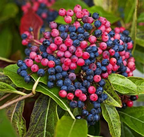Grow Brandywine Viburnum For Tie Dye Berry Clusters Birds And Blooms